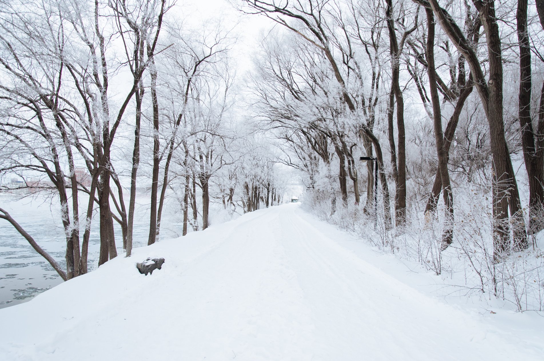 cold-snow-forest-trees.jpeg