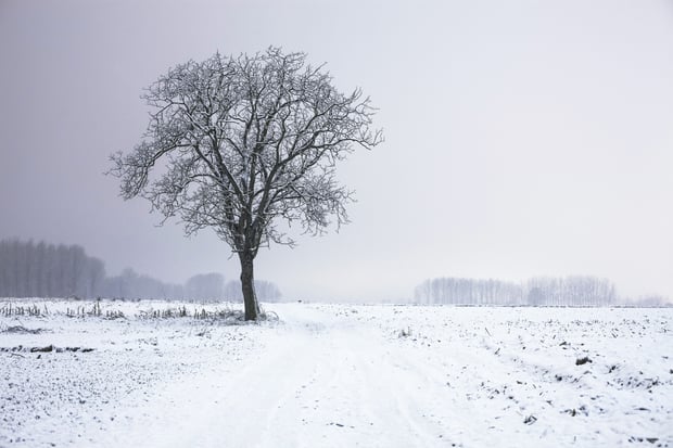 cold-snow-landscape-nature.jpg