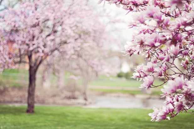 magnolia-trees-springtime-blossoms-spring-38910.jpeg