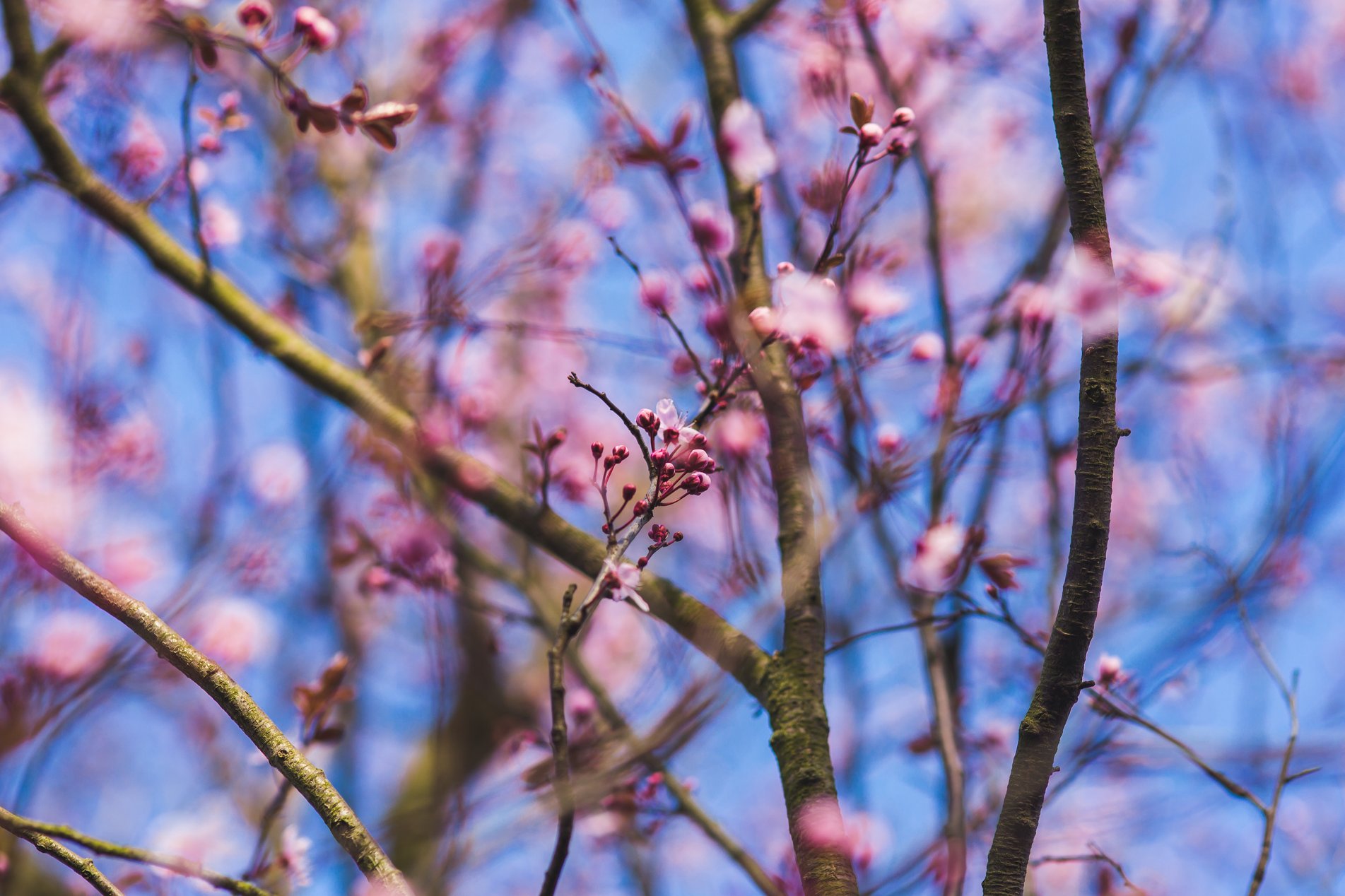 nature-flowers-summer-branches.jpg