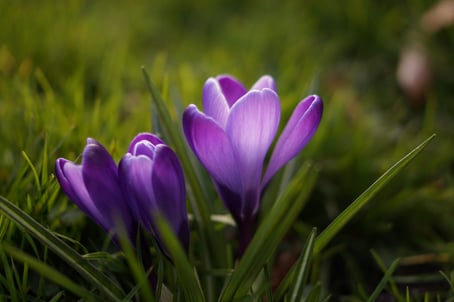 purple-spring-flower-lilac.jpg